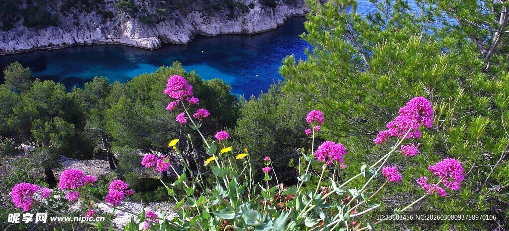 山间绽放的艳丽紫色花卉