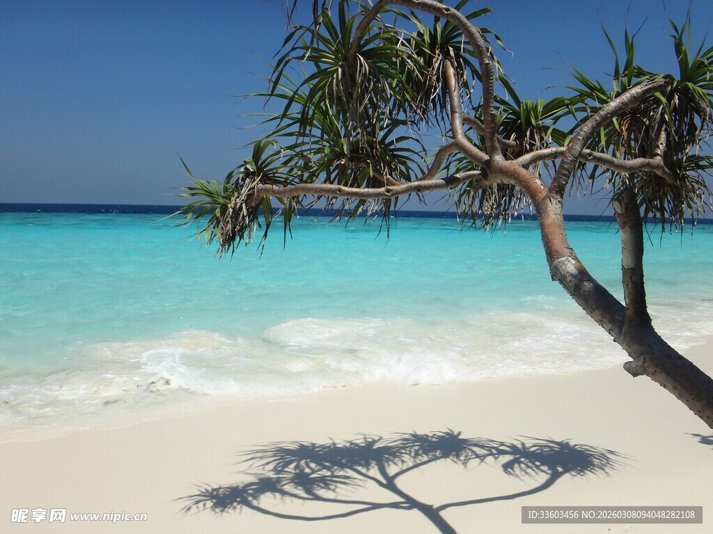 热带海滩孤树美景