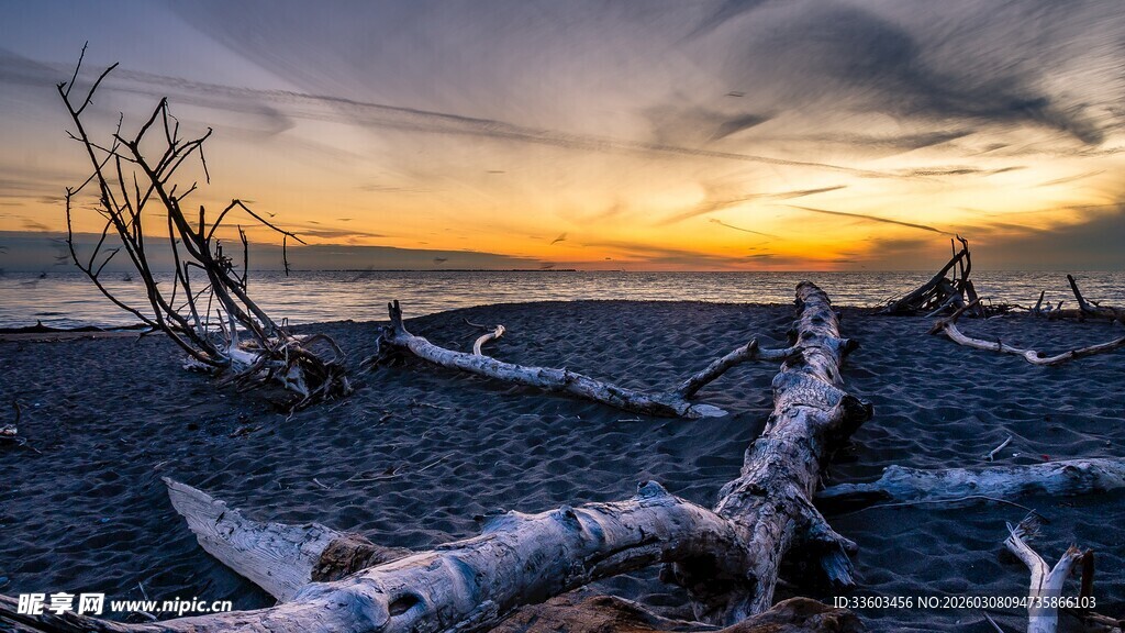 日落海岸的枯木景观