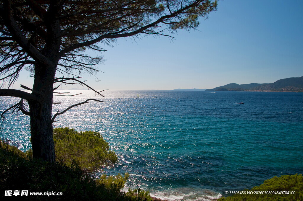 海边树影下的绝美海景