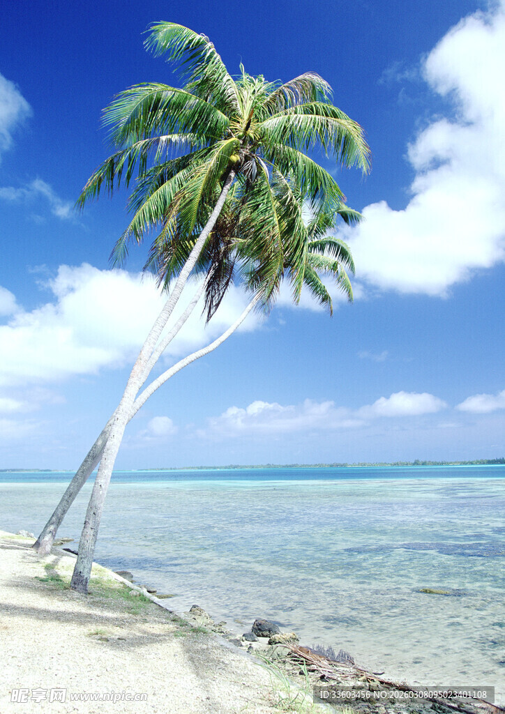 海边倾斜的椰子树美景