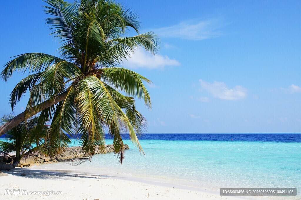 美丽热带海滩上的棕榈树