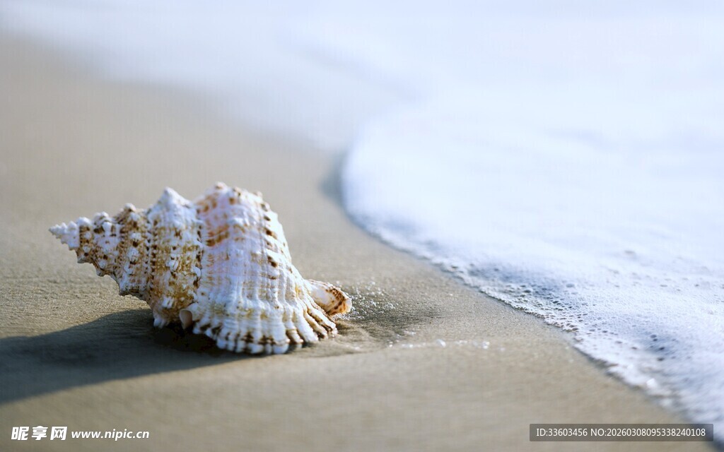 沙滩上的美丽海螺