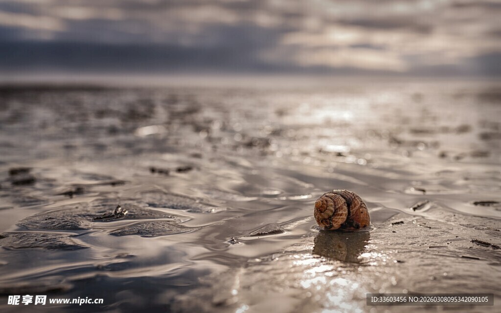 沙滩上的小蜗牛