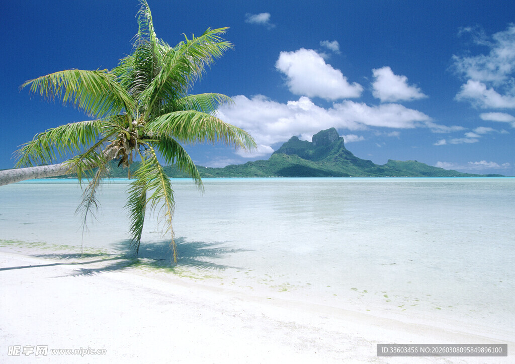 热带海滩上的孤独椰子树