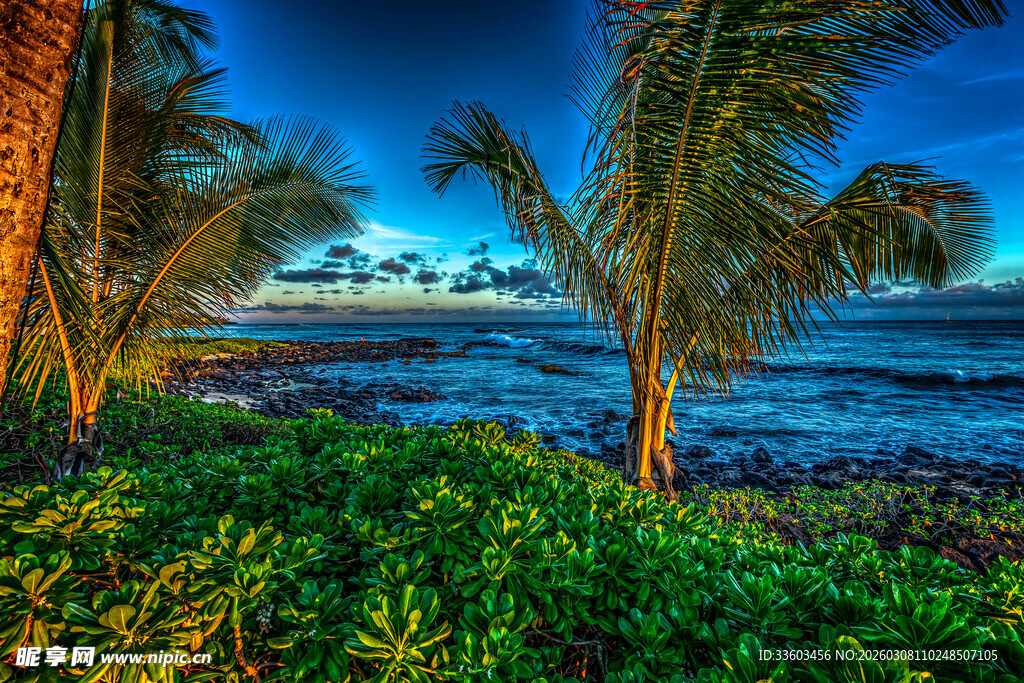 海边椰林美景