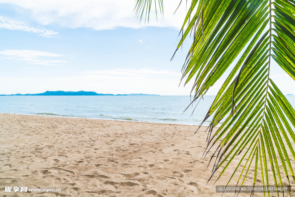 沙滩海岸边的翠绿棕榈叶