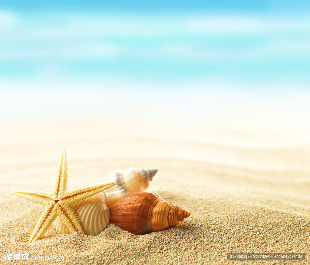 沙滩上的海星与贝壳