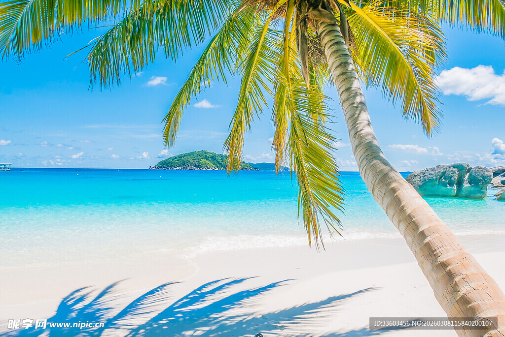 美丽海滩旁的倾斜椰子树