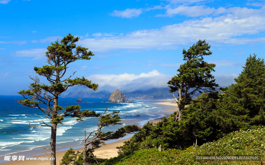 海岸边挺拔树木与碧海蓝天