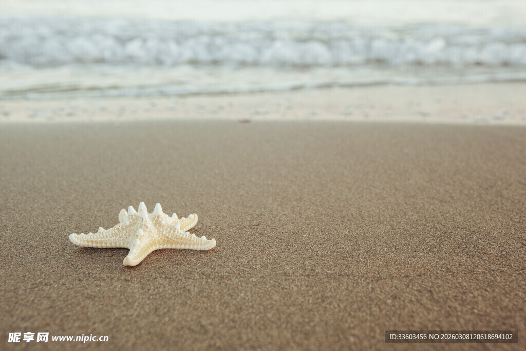 沙滩上的孤独海星