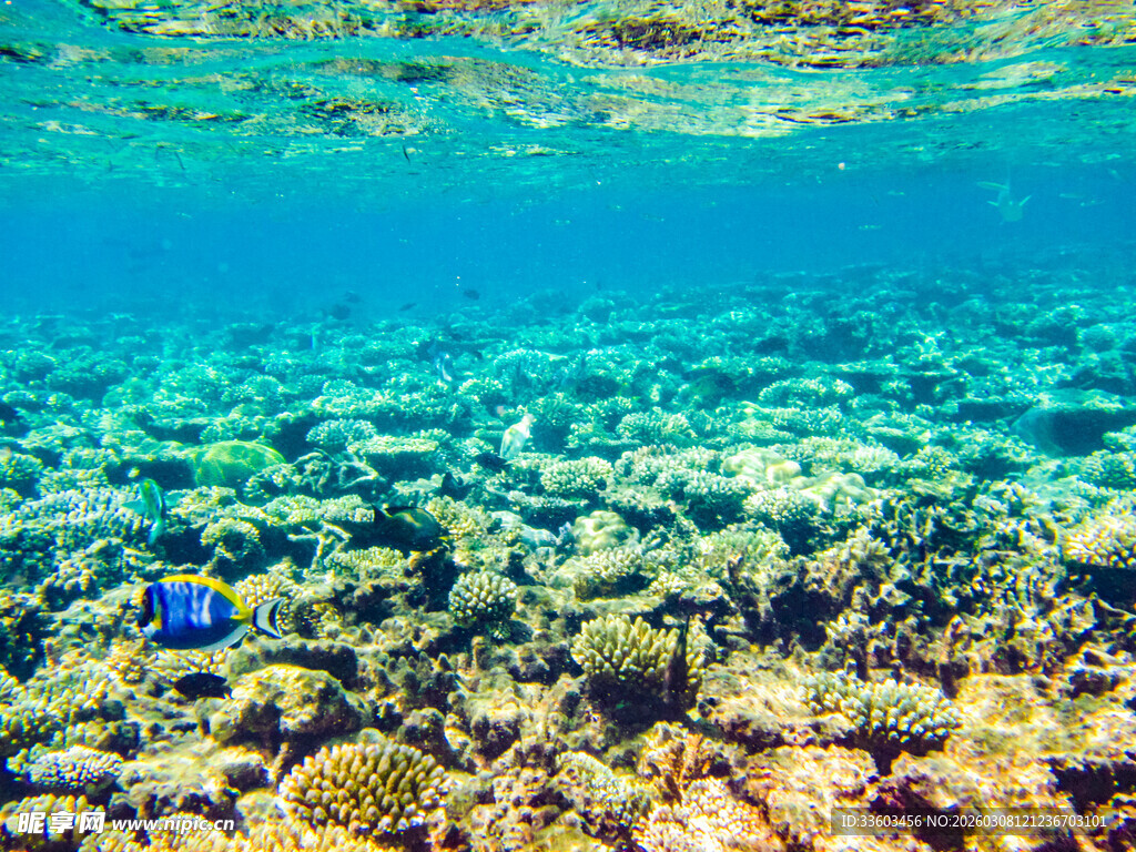海底斑斓珊瑚景观