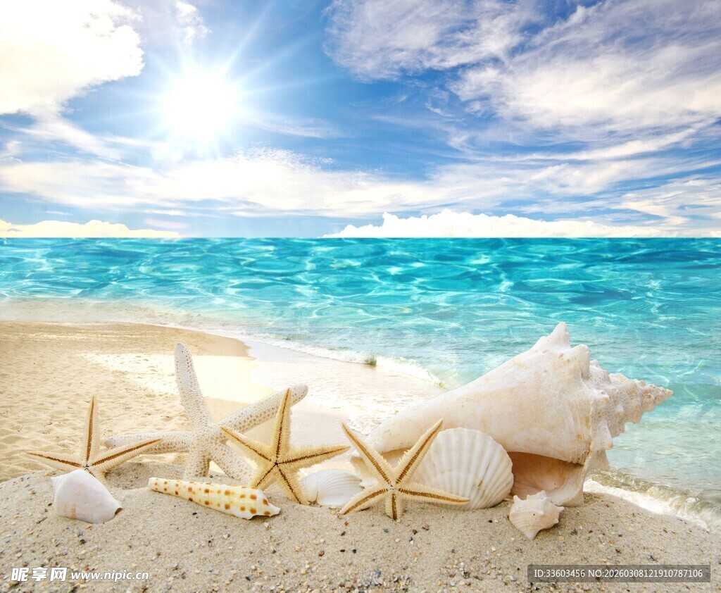 海滩上的海星与贝壳