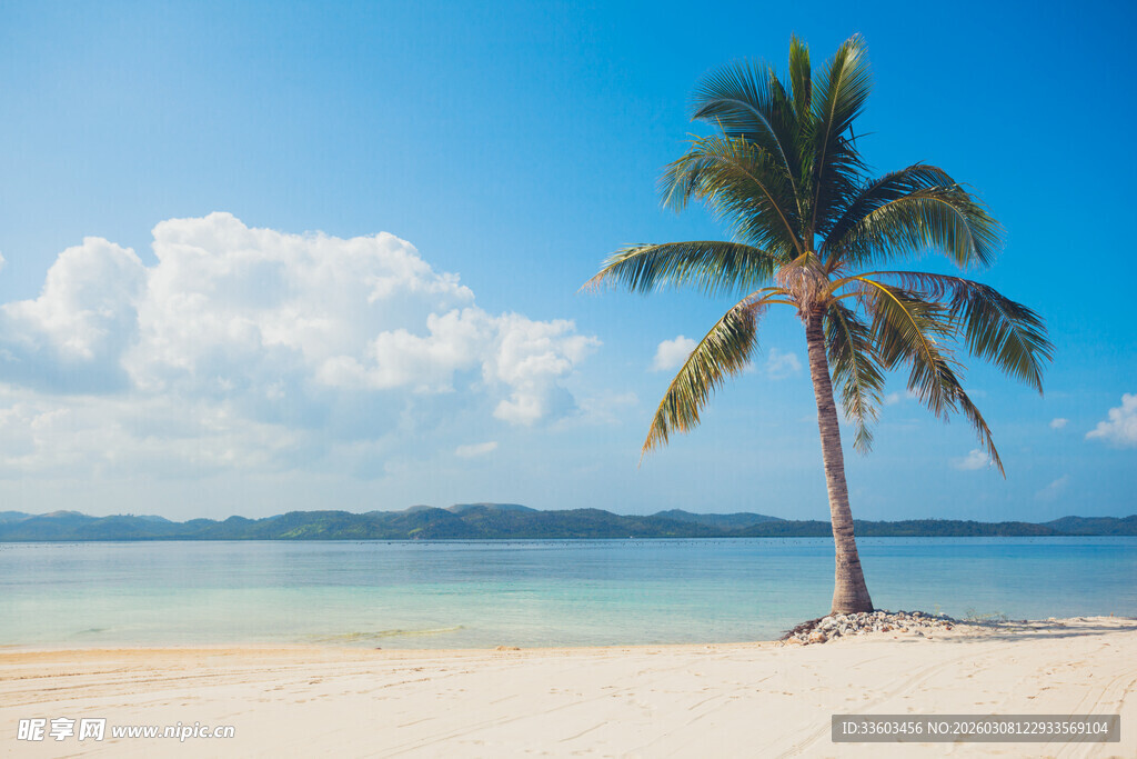 海边孤植椰子树美丽景致