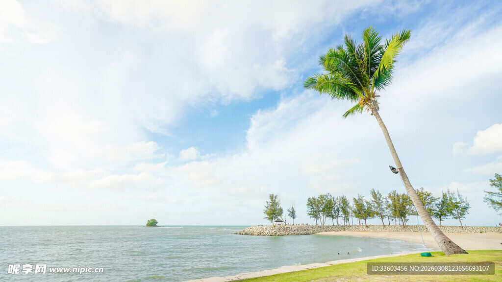 海边倾斜的椰子树风景