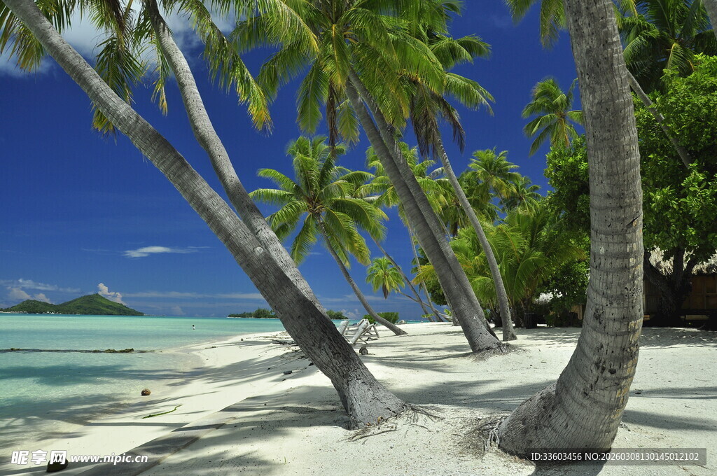热带海滩椰林美景