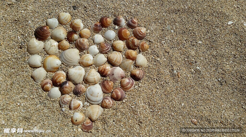 沙滩上的心形贝壳组合