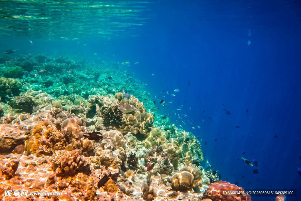海底多彩珊瑚景观