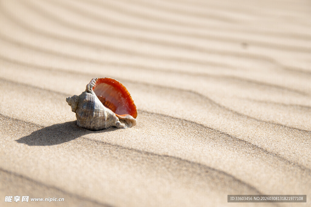 沙滩上的多彩贝壳