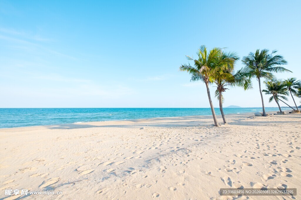 美丽沙滩与海边棕榈树