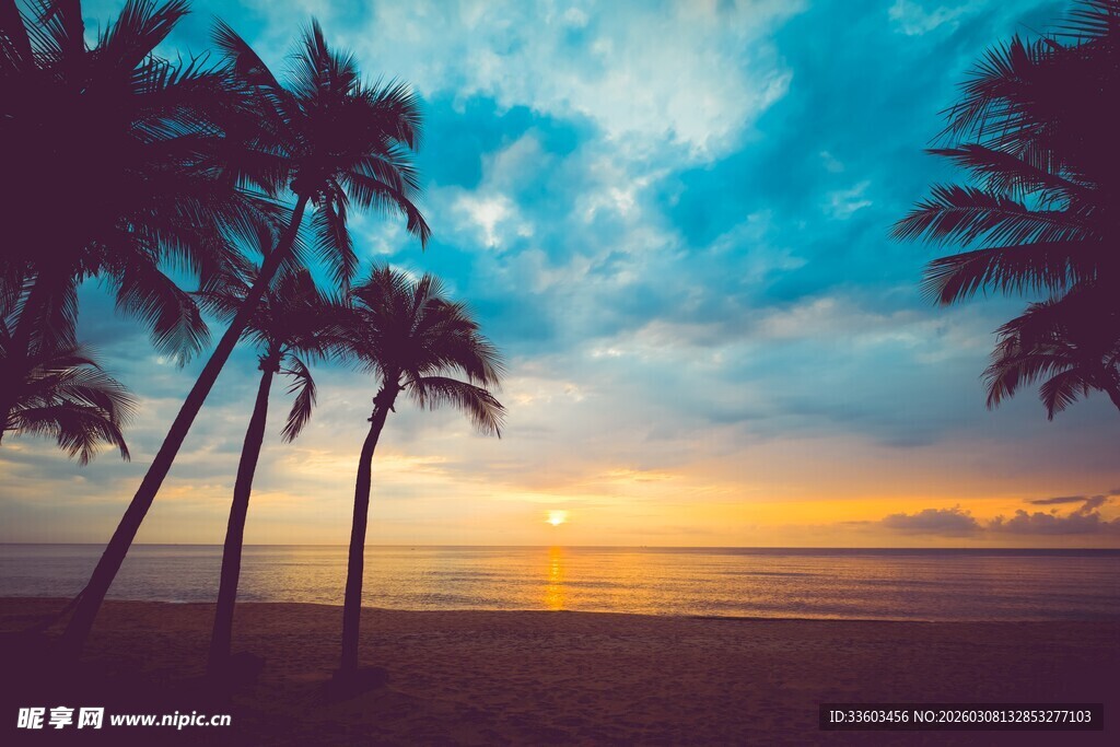 海边椰林日落美景