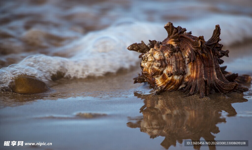 海滩上的奇特海洋生物