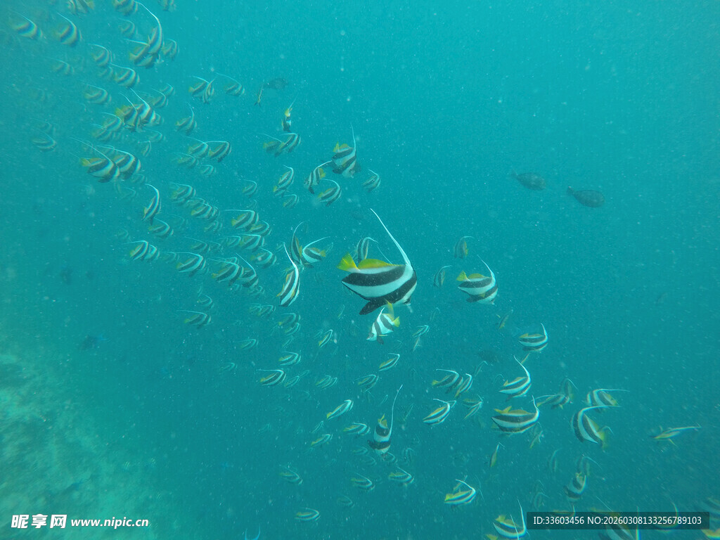 海底畅游的多彩鱼类景观