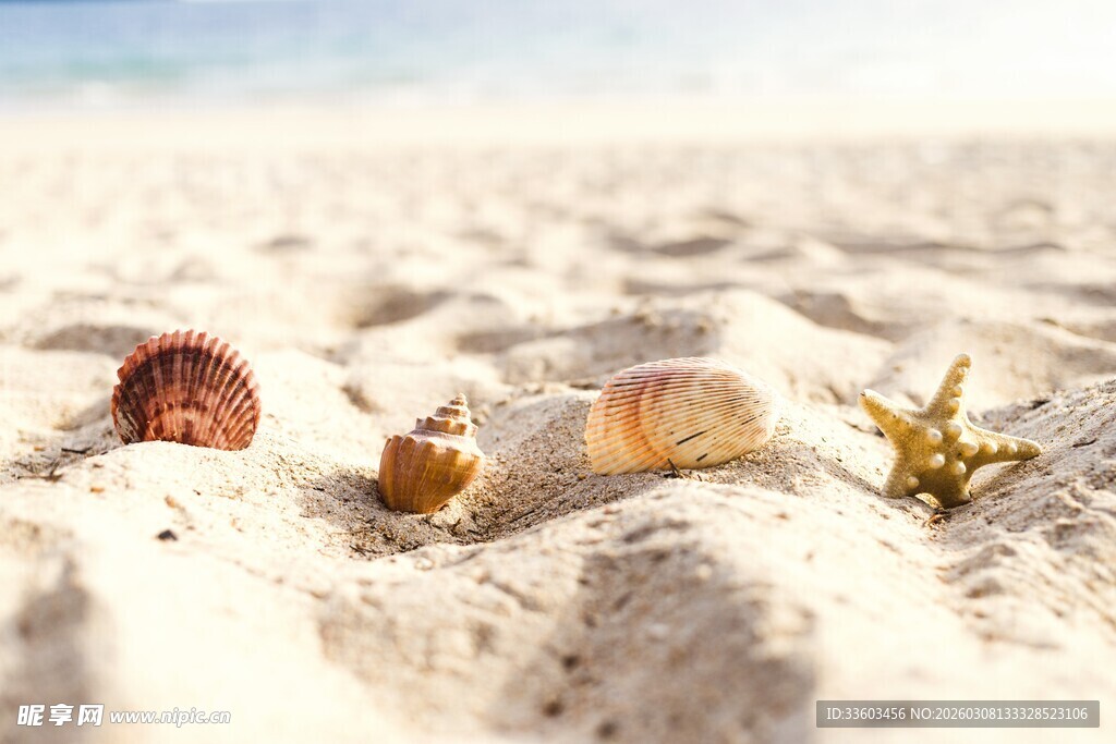 沙滩上的多彩贝壳与海星