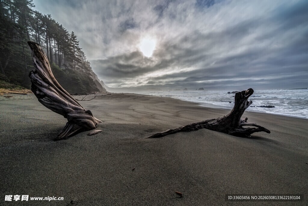 海滩枯木与壮阔海景