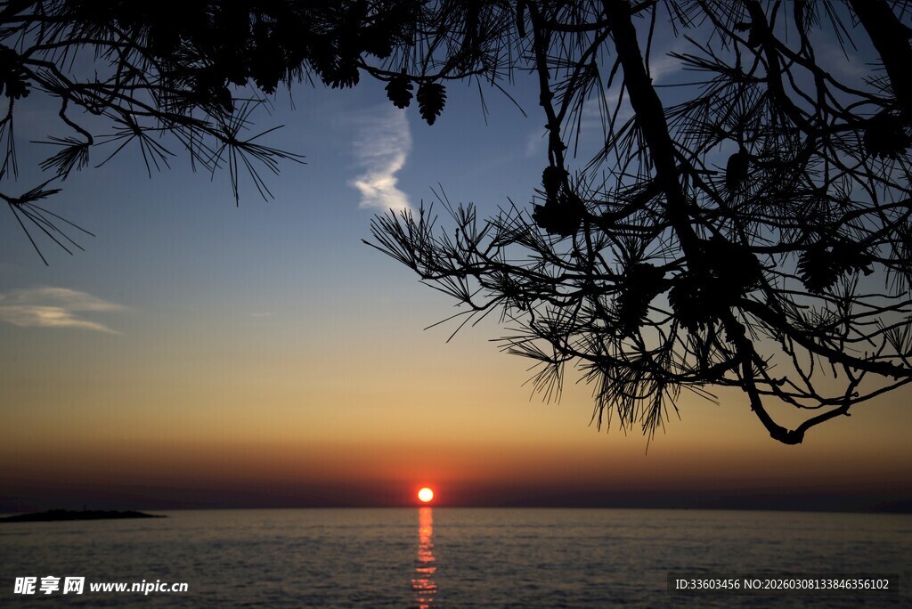 夕阳下的海面与枝头美景