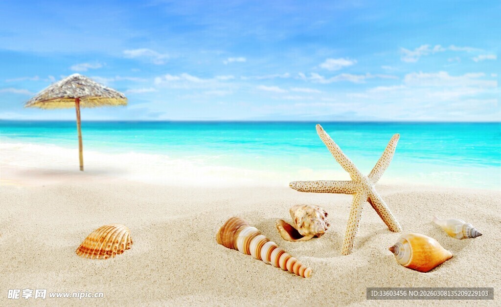 海滩上的海星与贝壳
