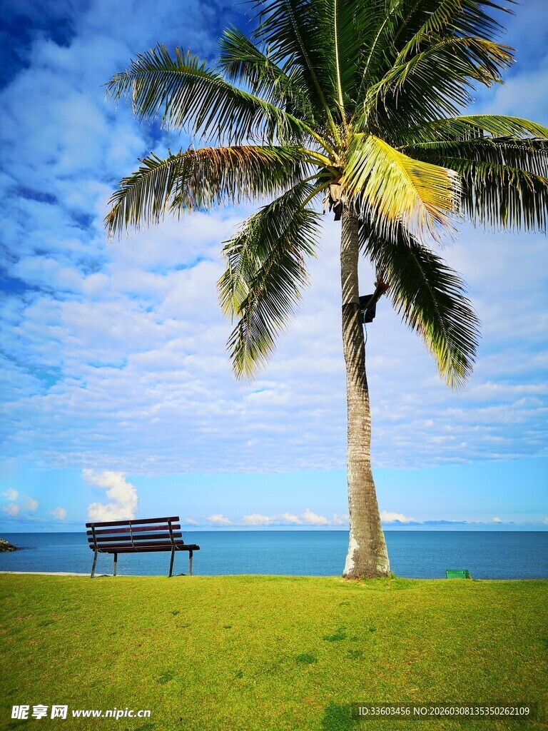 海边椰树下的休闲长椅