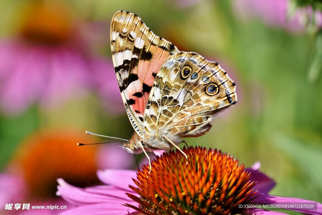 彩蝶停驻紫锥花