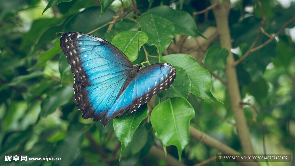 蓝蝶停驻绿叶间