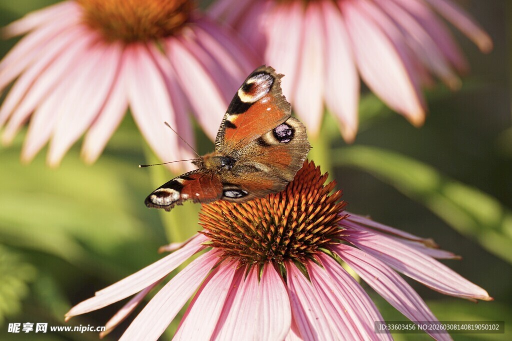 蝴蝶停驻粉色紫锥花