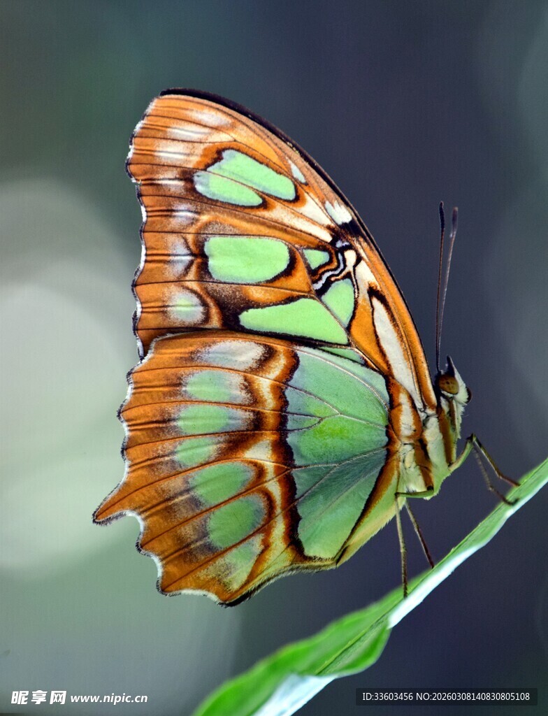 斑斓蝴蝶停驻绿叶间