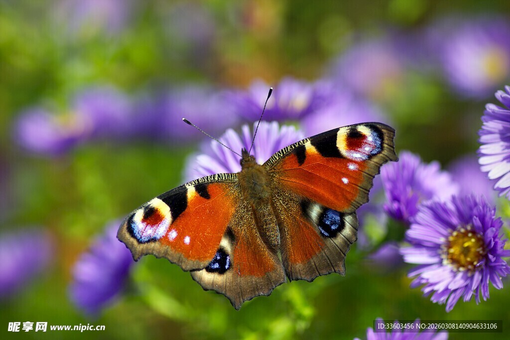 蝴蝶停留在紫色花朵上