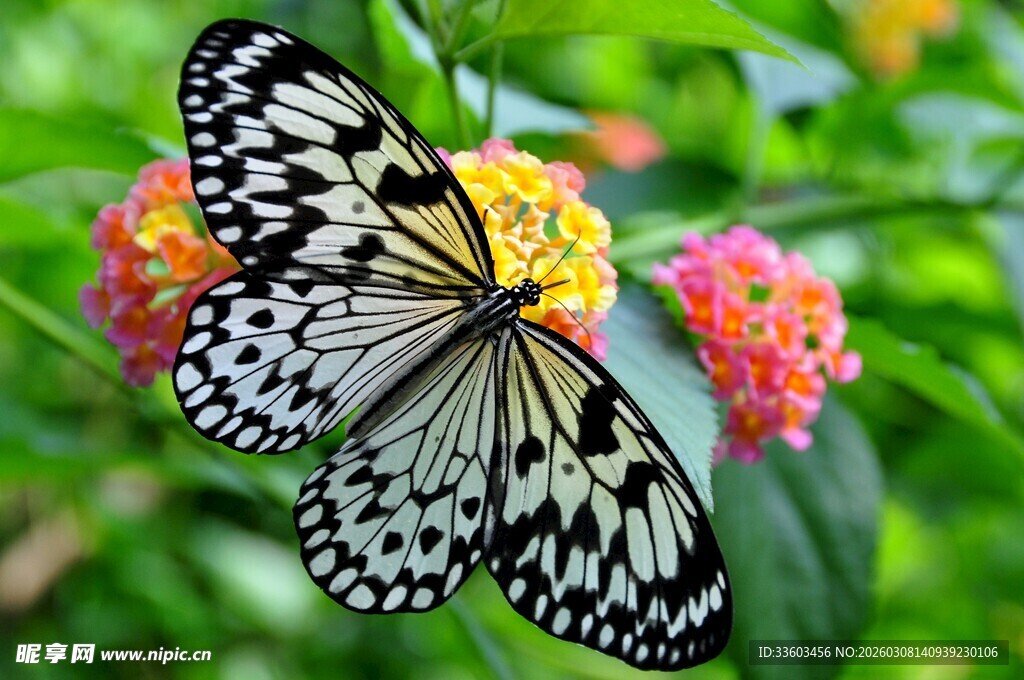 蝴蝶停驻多彩花卉上