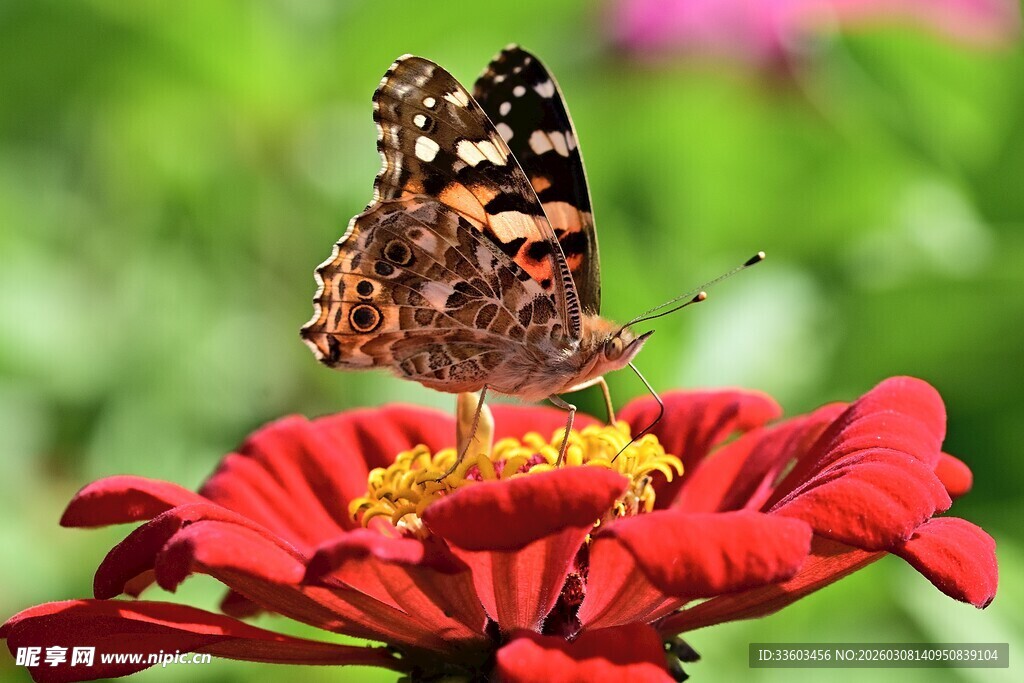 蝴蝶停驻在鲜艳红花上