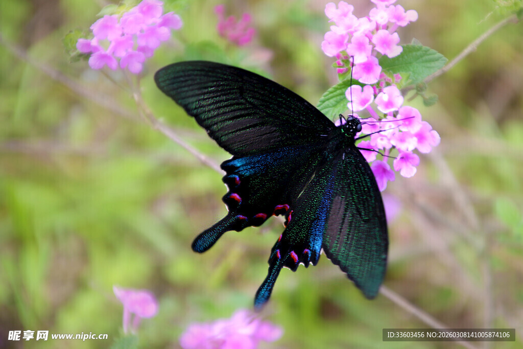 黑蝶停栖于粉花之上