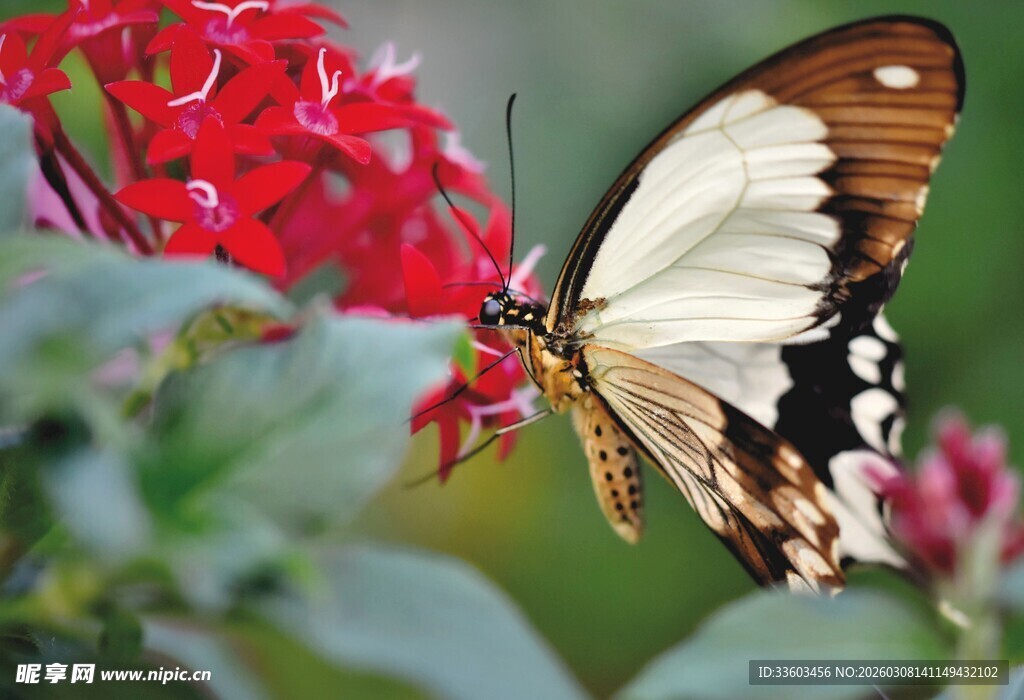蝴蝶停驻在艳红花朵上