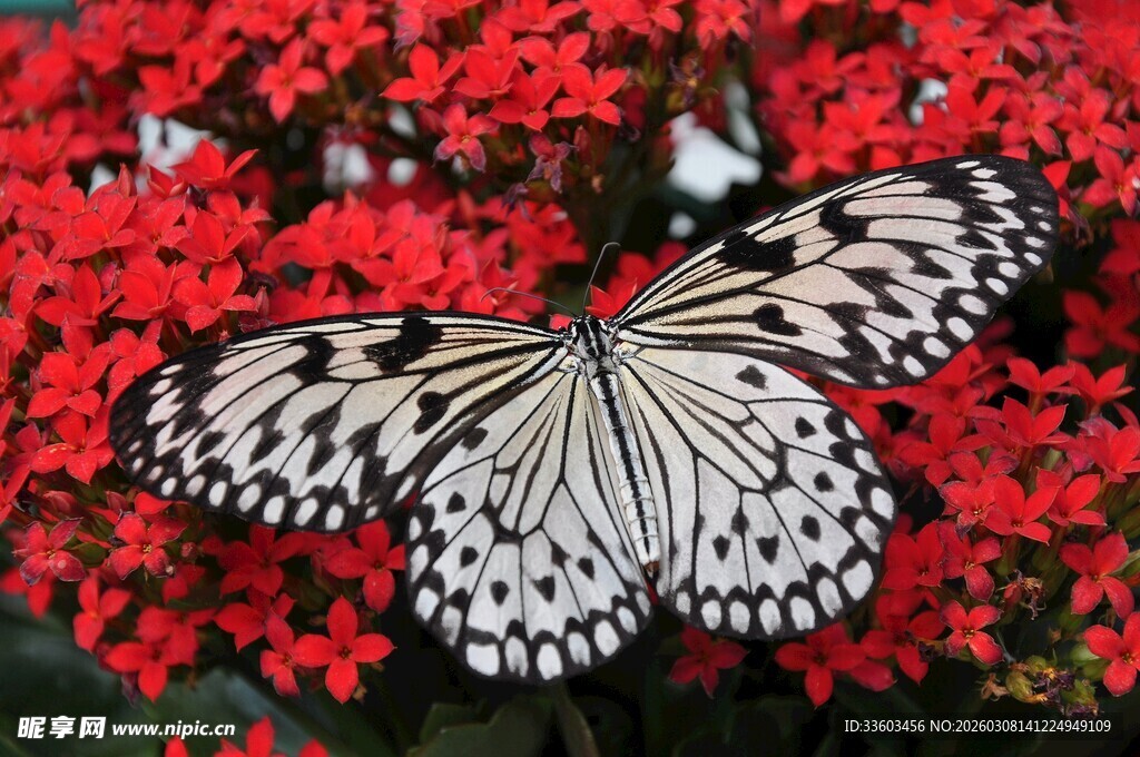 蝴蝶停驻于艳红花朵间