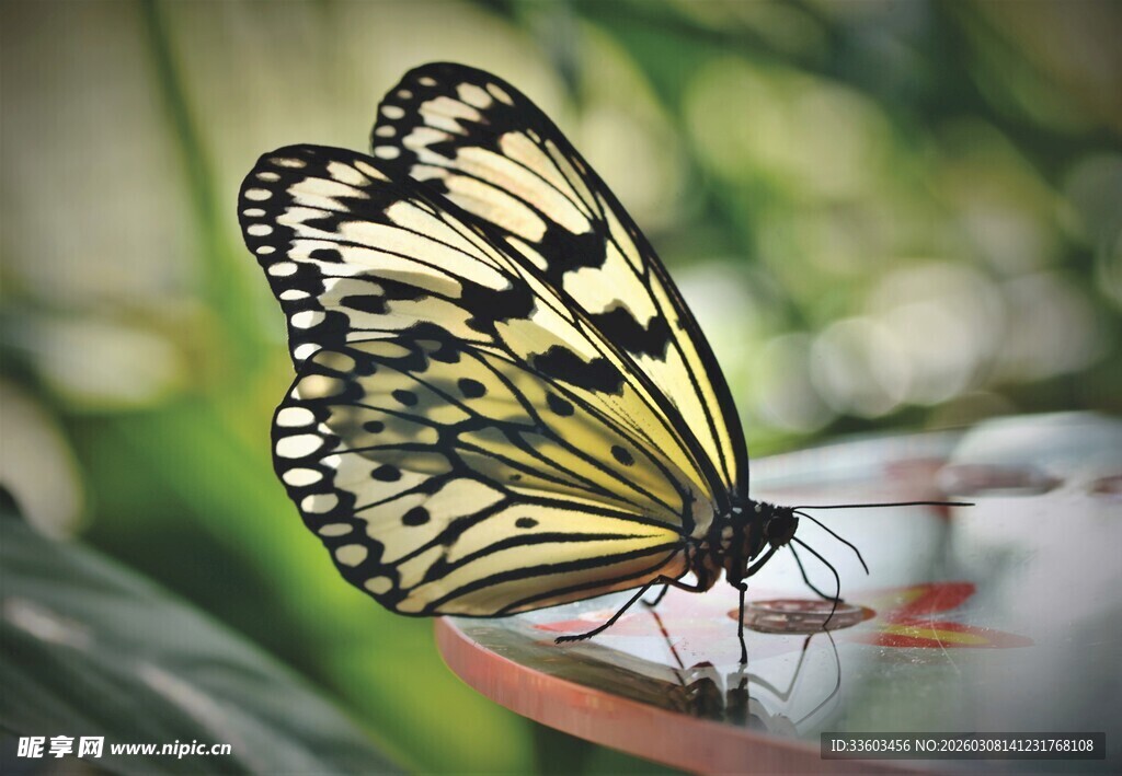 黄黑蝴蝶停驻绿叶间