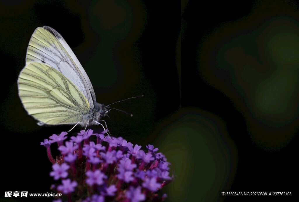白蝶停驻紫花上