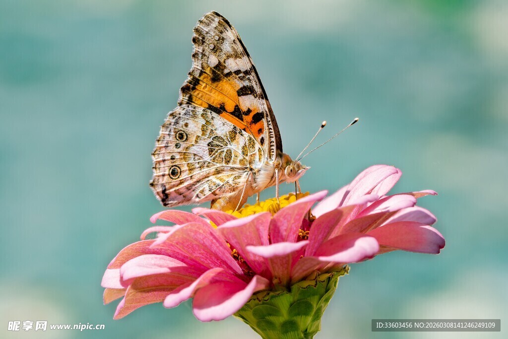 蝴蝶停驻粉色花朵