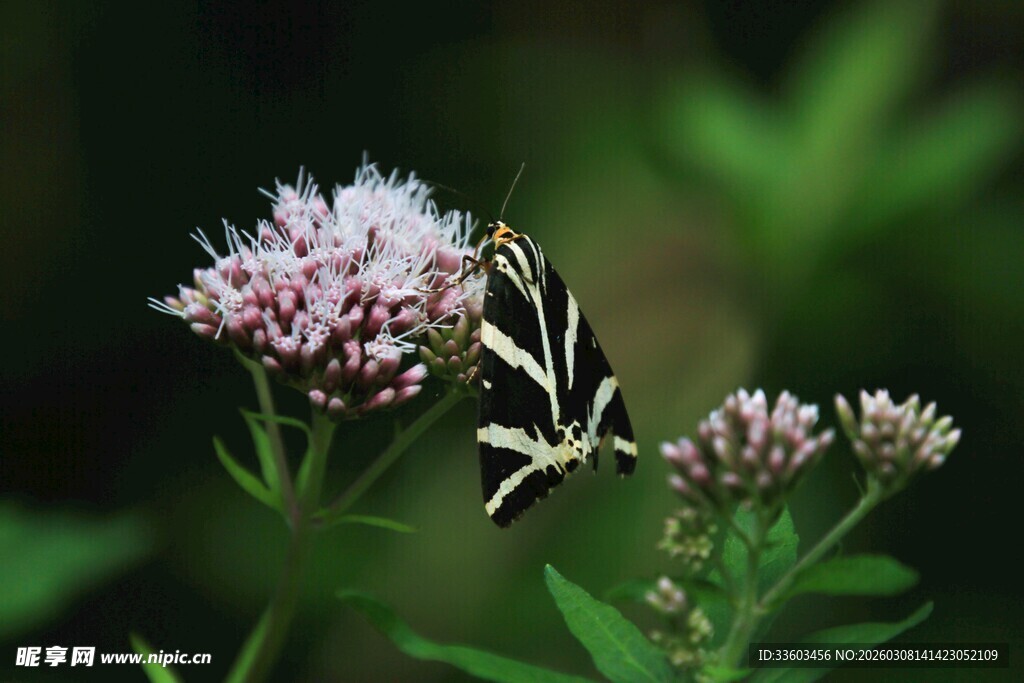 蝴蝶停驻于粉花之上