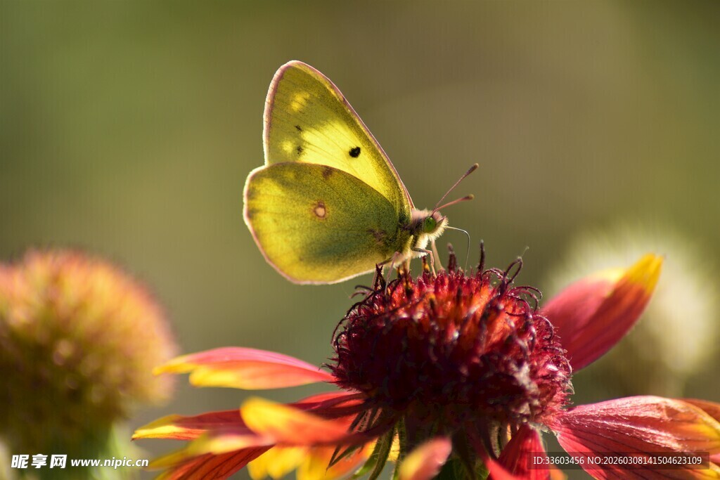 黄蝶停驻多彩花朵