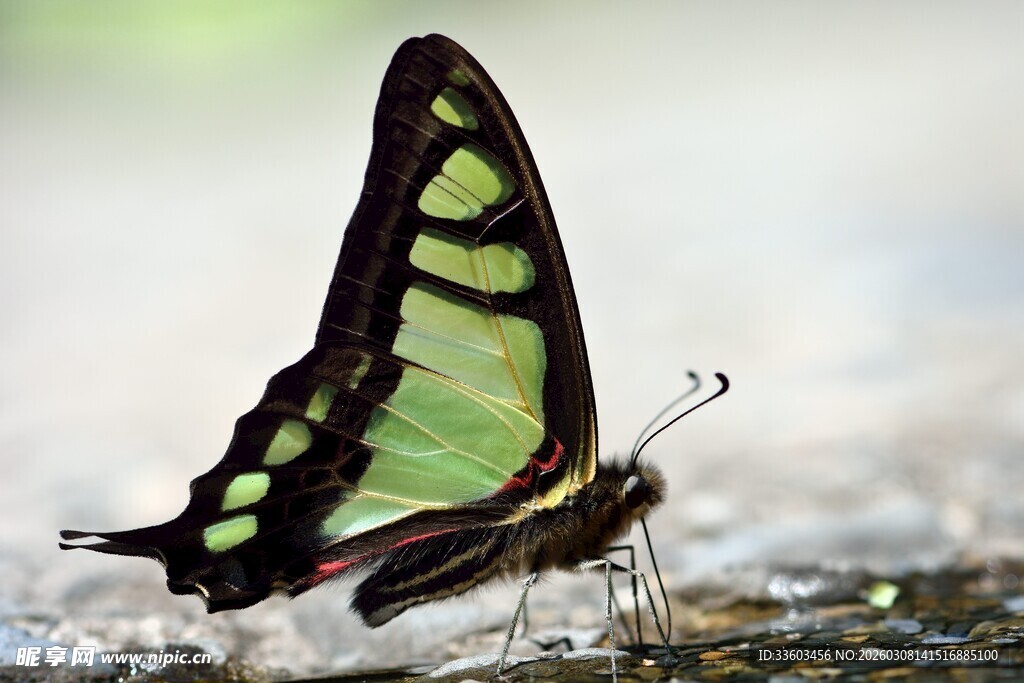 绿黑相间蝴蝶停驻瞬间