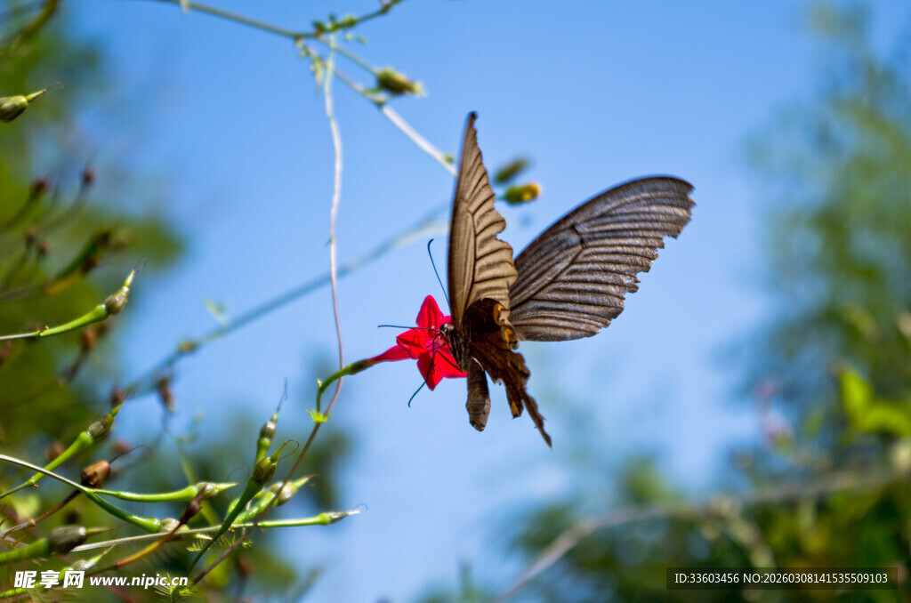 蜂鸟悬停于红花旁
