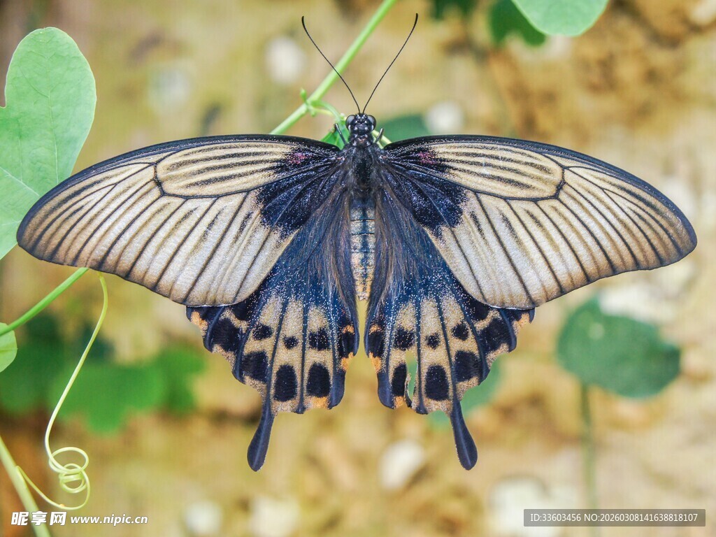 黑纹蝴蝶停驻绿叶间